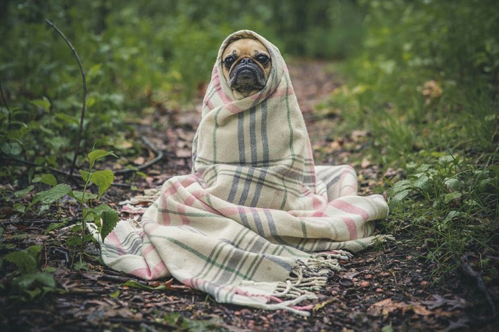 Cute Dog