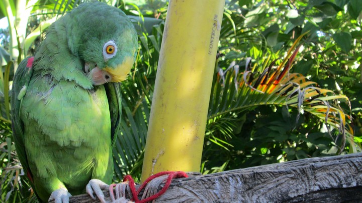 loro