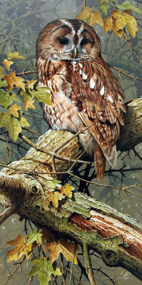 owl