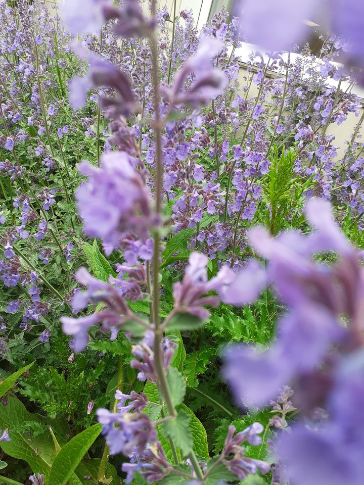 my flowers