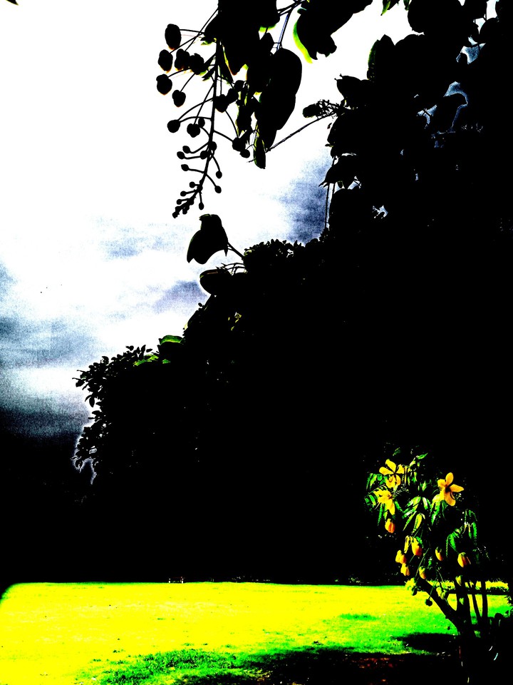 Shades of Dark