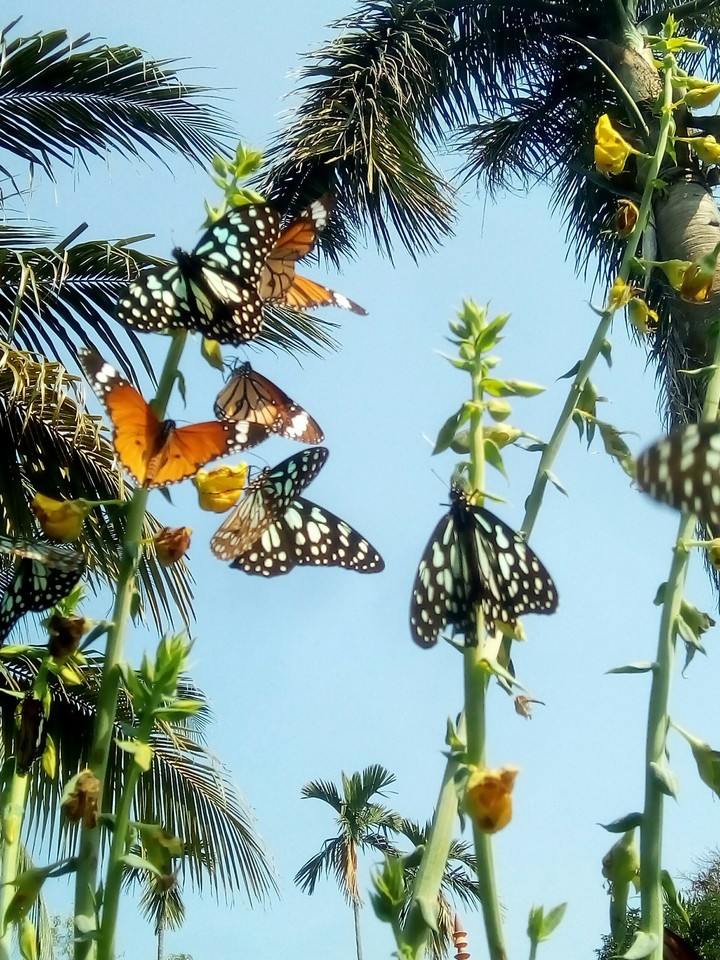 beautiful butterflies