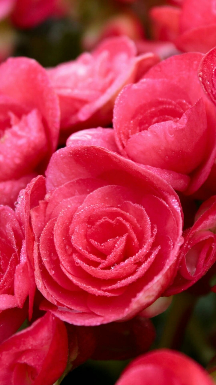 bikesh  rose  love