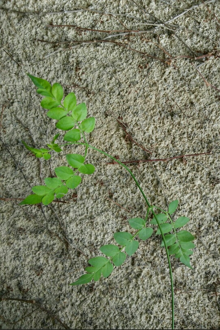 plant & wall