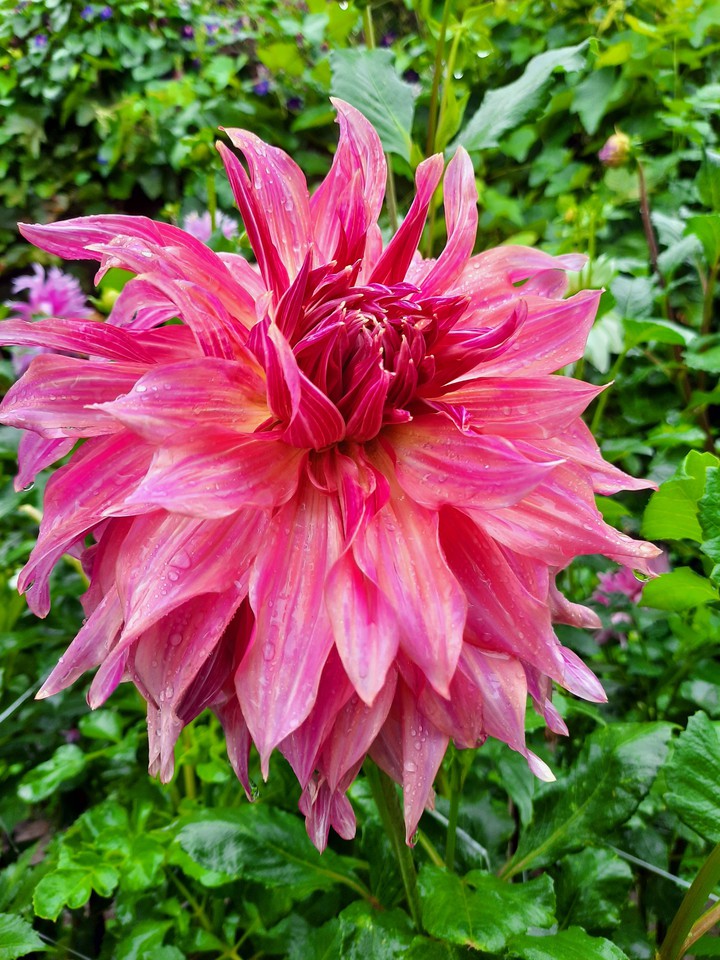 dahlias