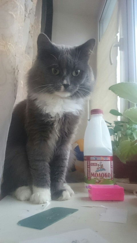 papéis de parede chartreux, whiskers