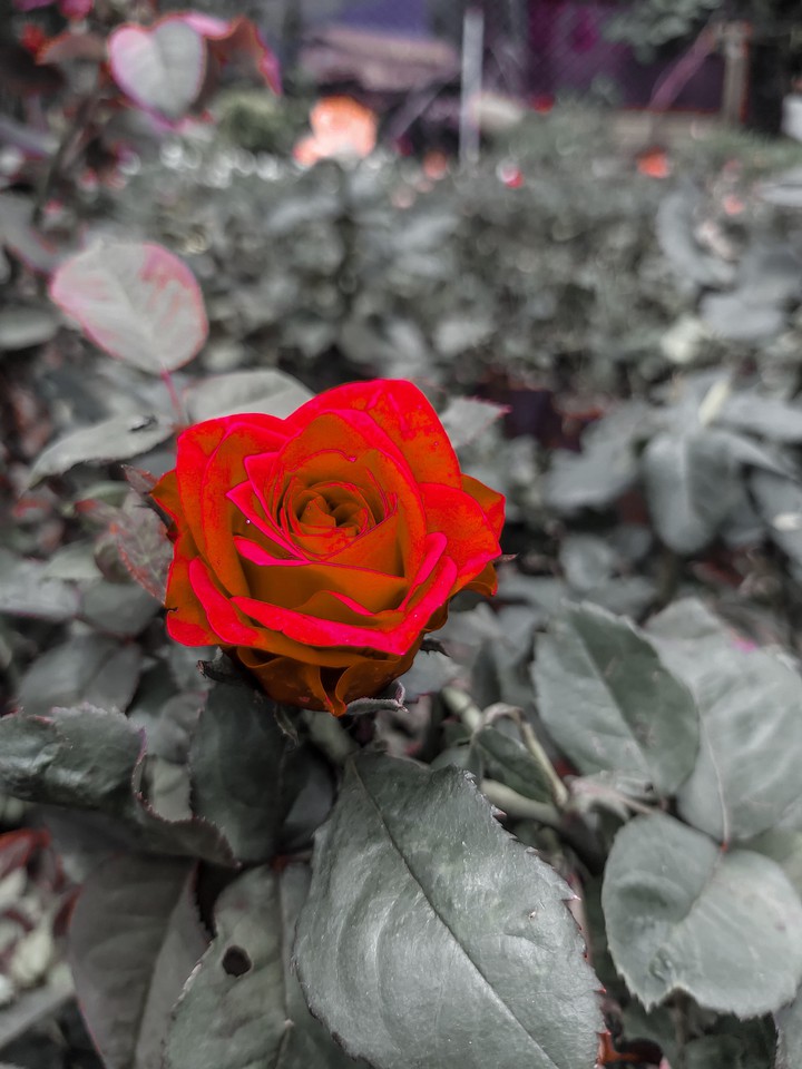 Rose