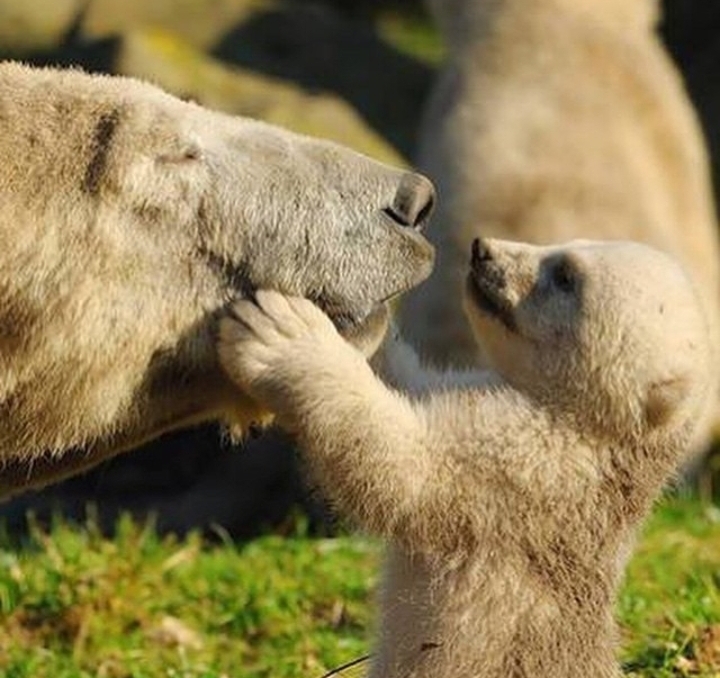 I Love U Mom