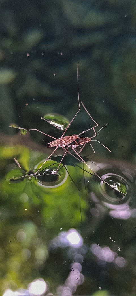 Mating