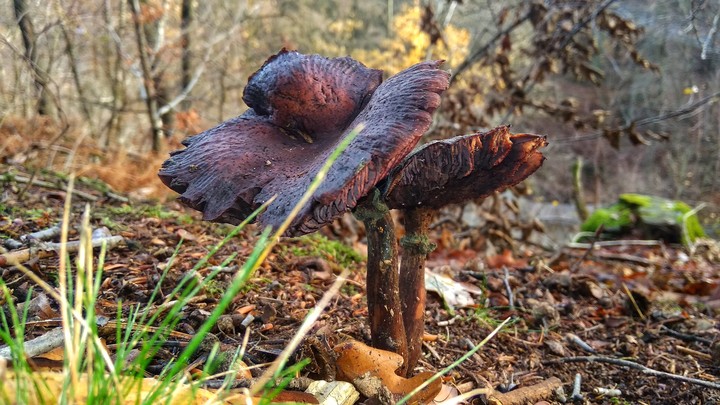 Mushroom incredible beauty