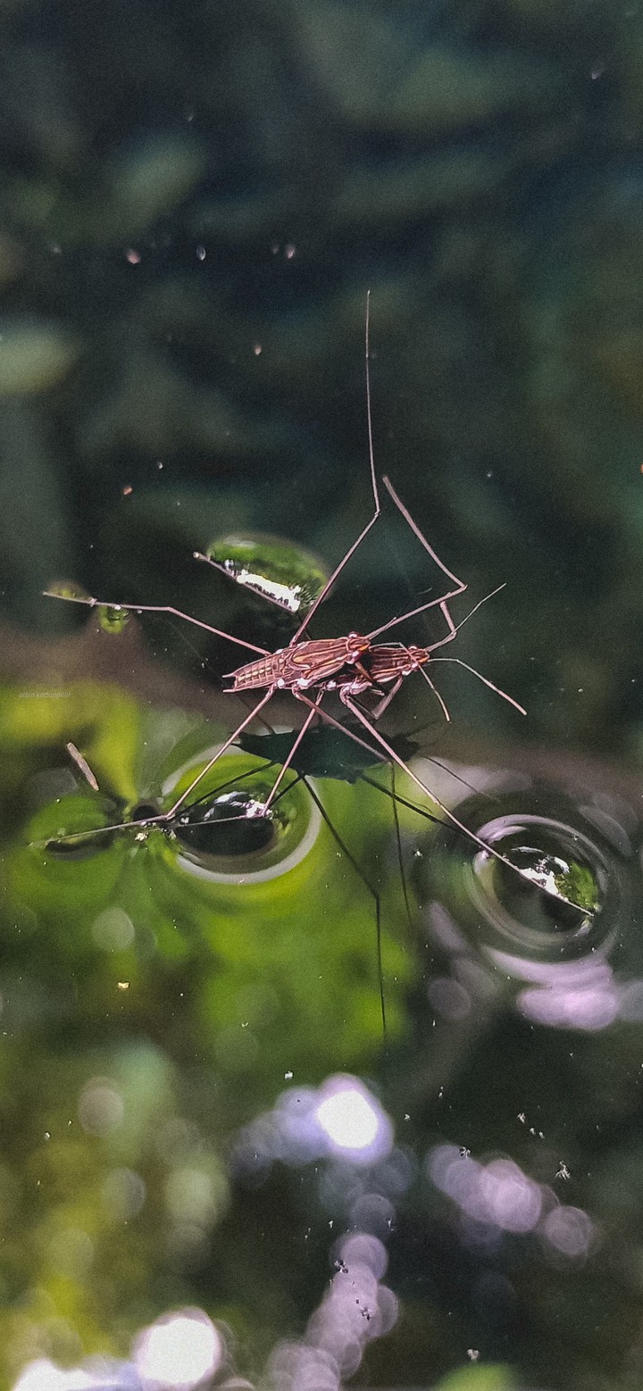 Mating