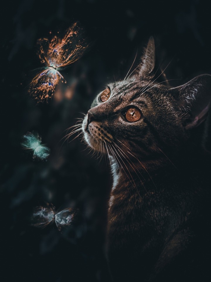 CATS