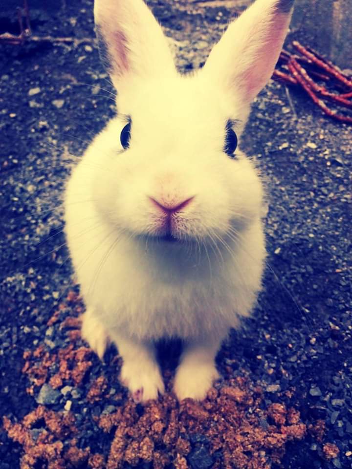 animal ?