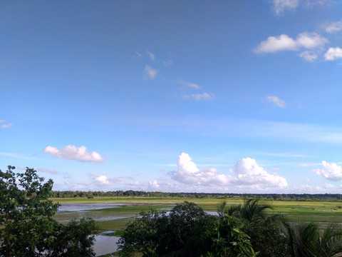 nature view