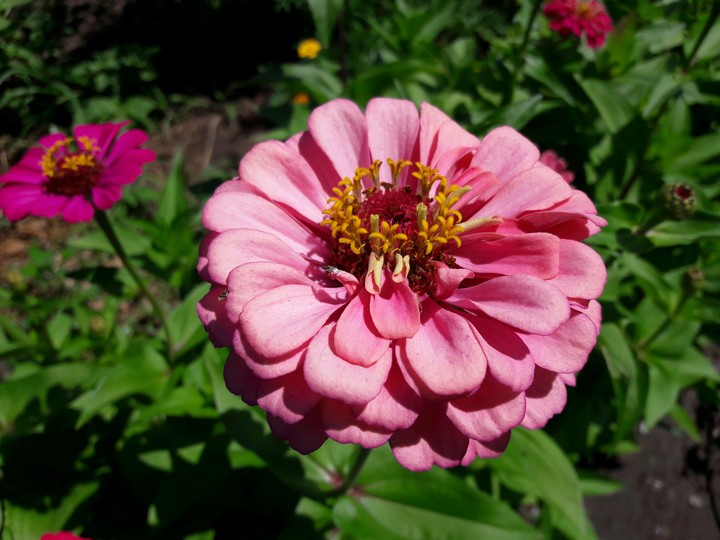 flower