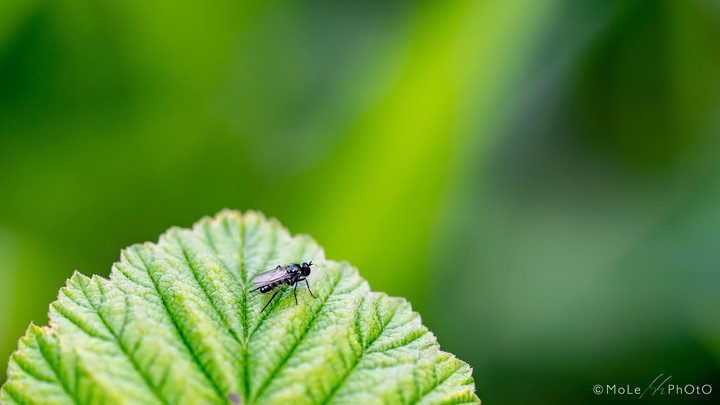 Fly, waiting...