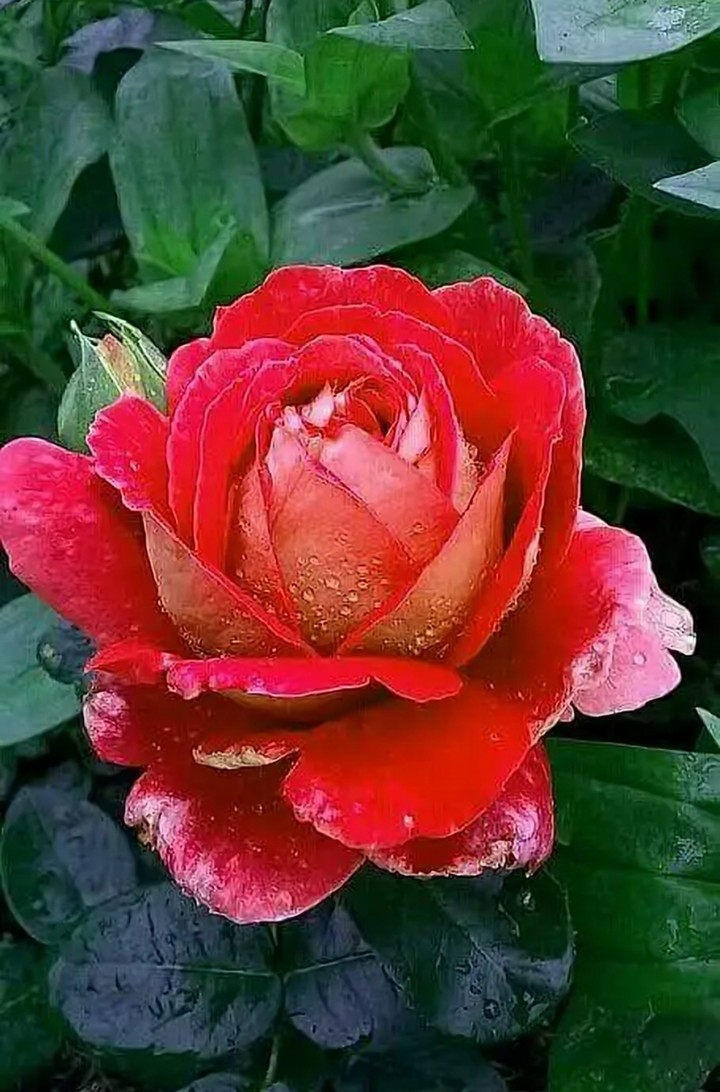 rose