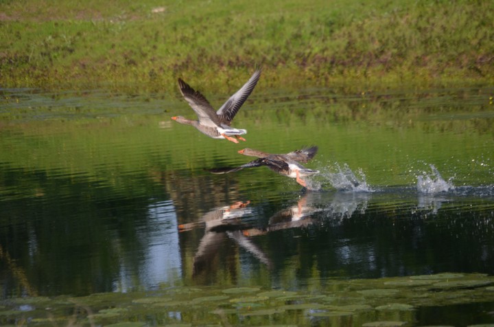 Flying goose