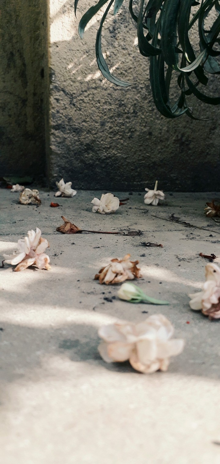 Don’t the fallen flowers still beautify ground?