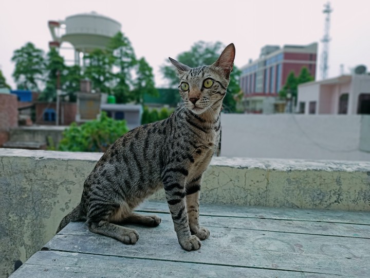 cute tabby cat