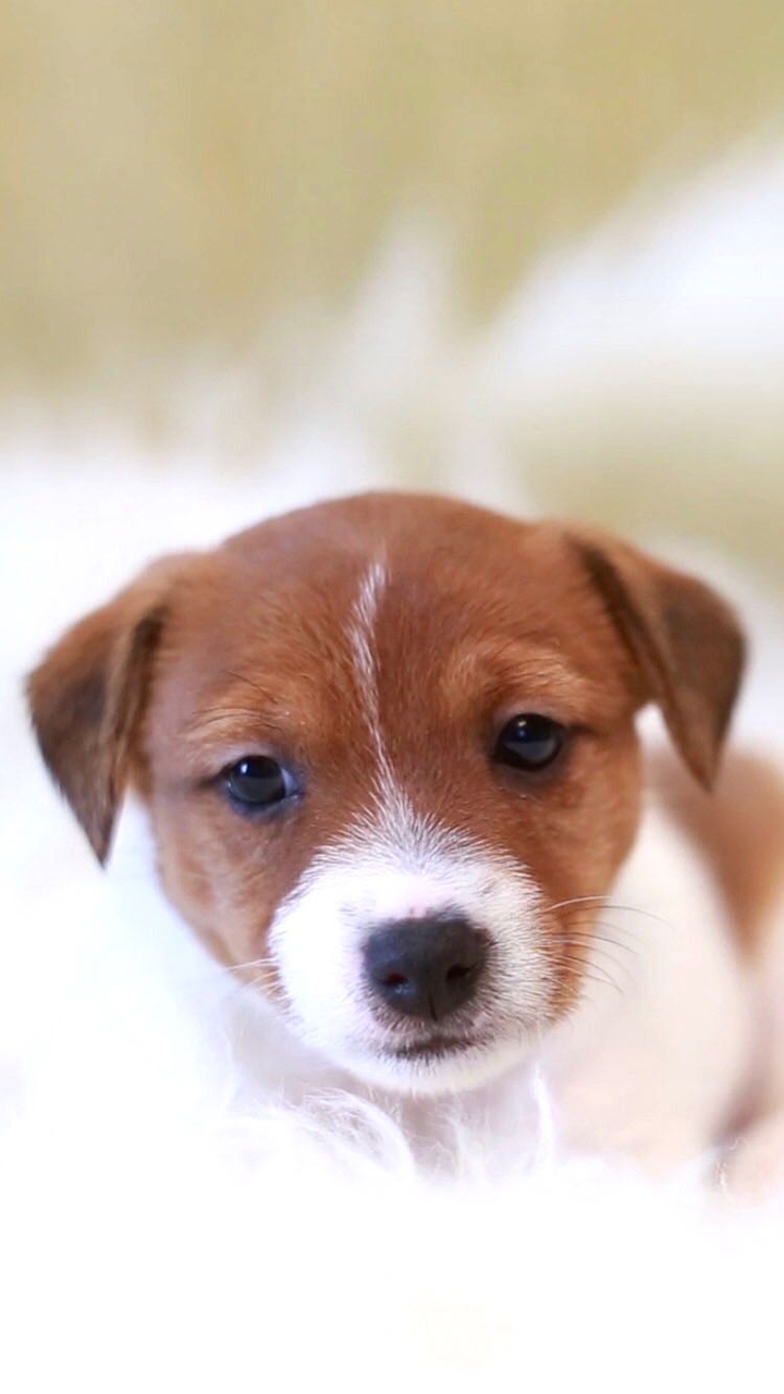 Little Puppy