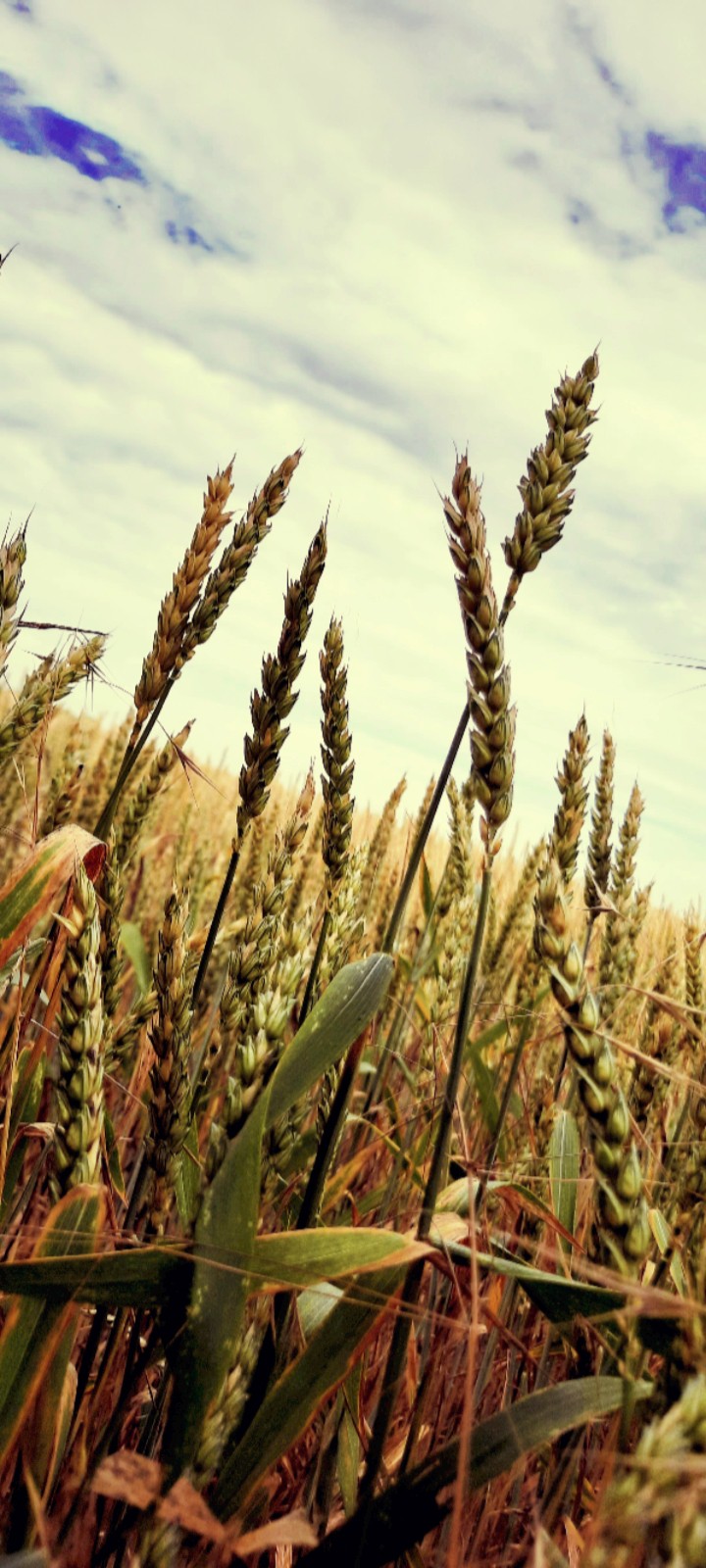 Feld