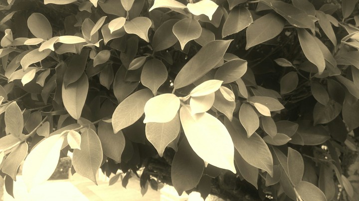 sepia...