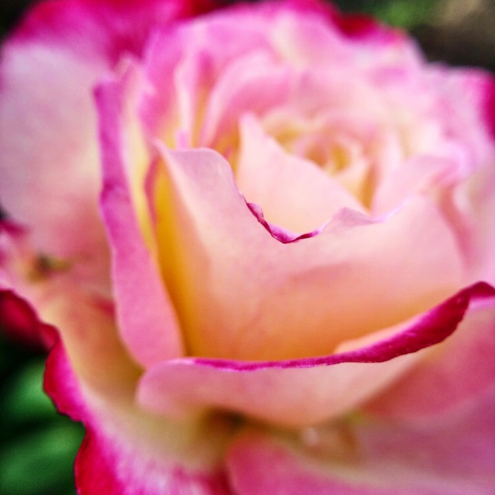 #rose #macro #nature #flowers