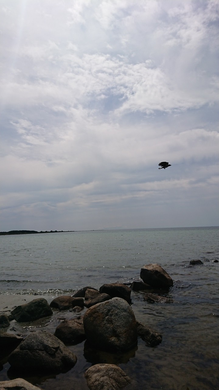 Bird Flying over the sea