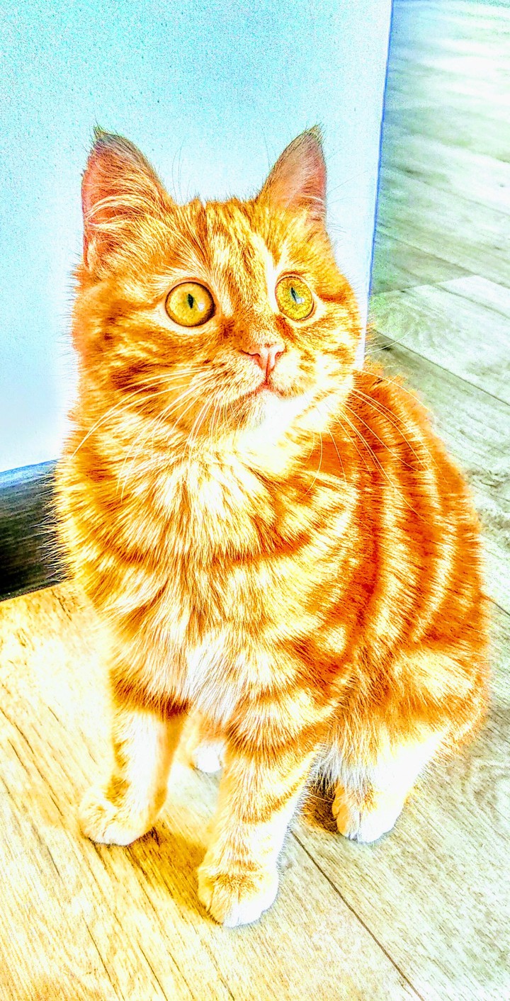 Рыжий котенок