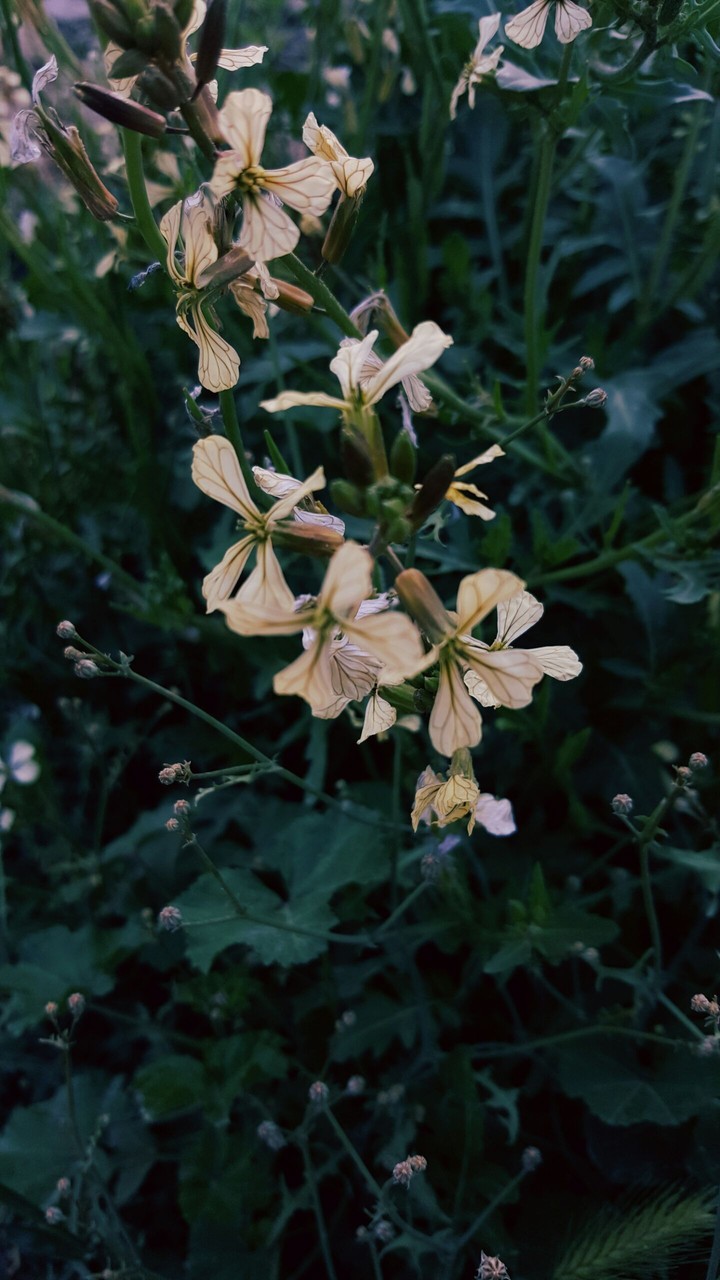 flowers