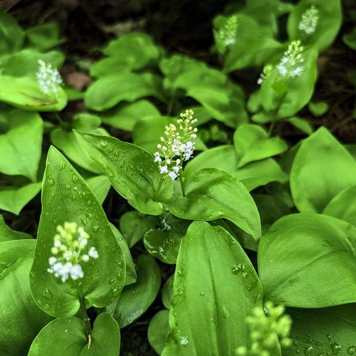 .