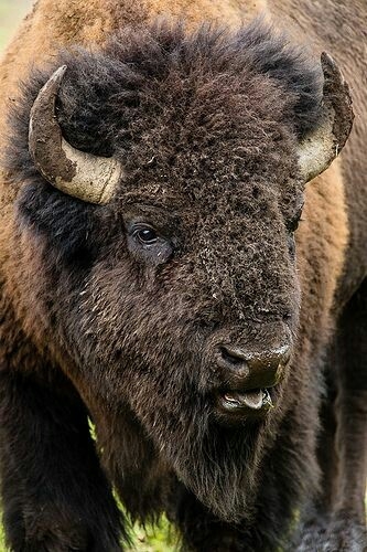 Buffalo