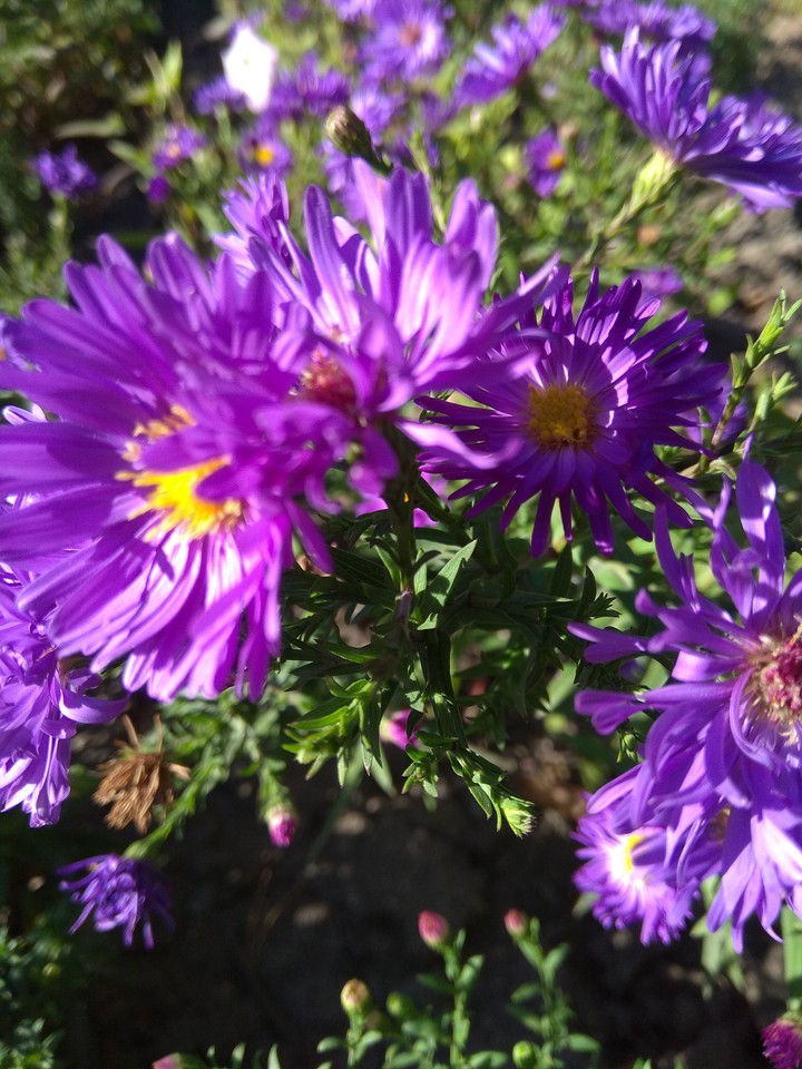 plant
