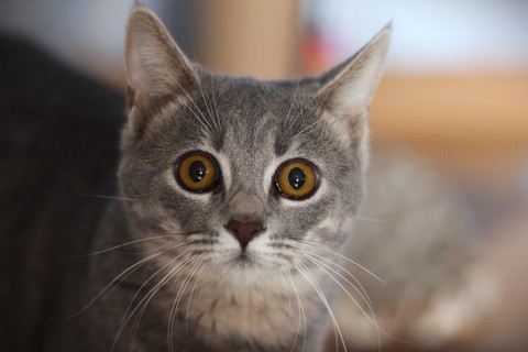 Cat looks