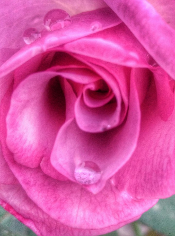 Pink Rose