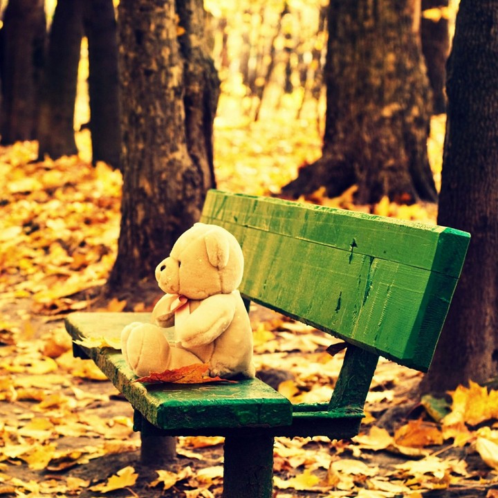 Teddy