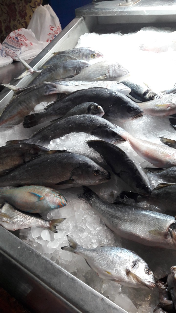 Fish