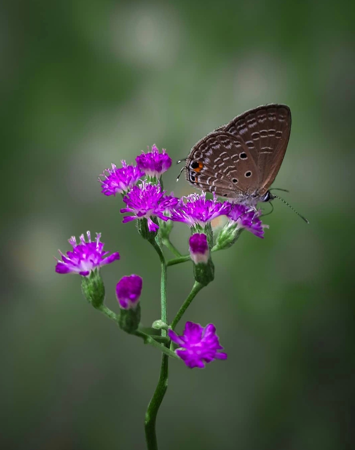 Flower & Butterfly