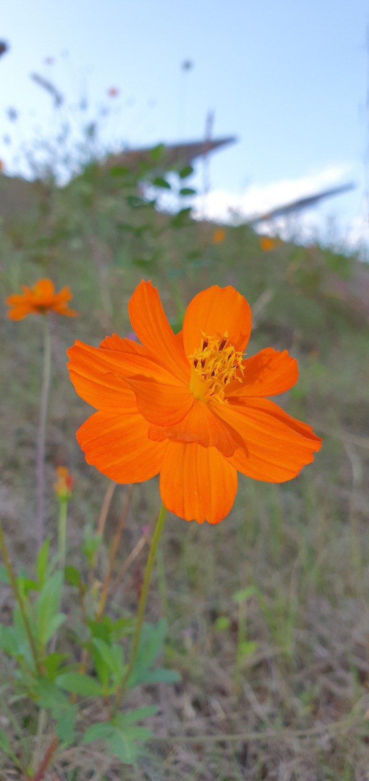 flora