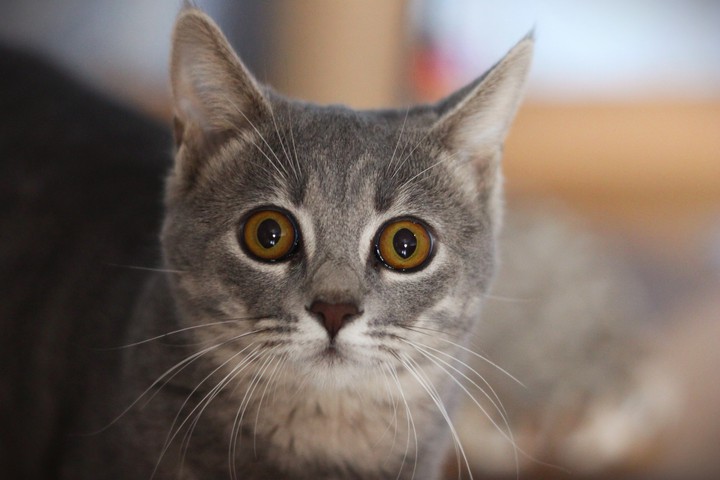 Cat looks