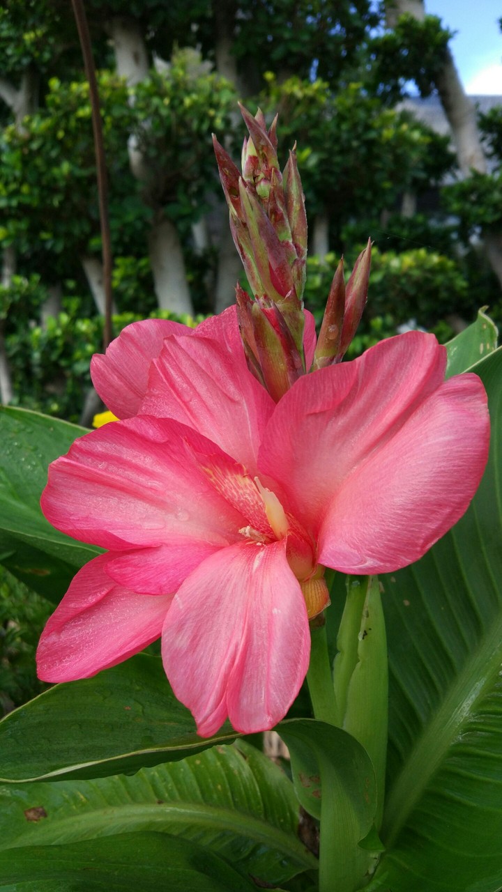 Canna Tropical Pink
