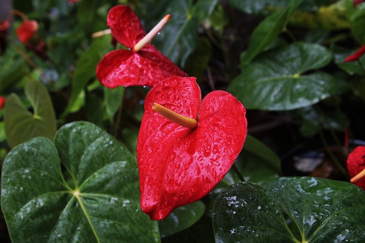 #red