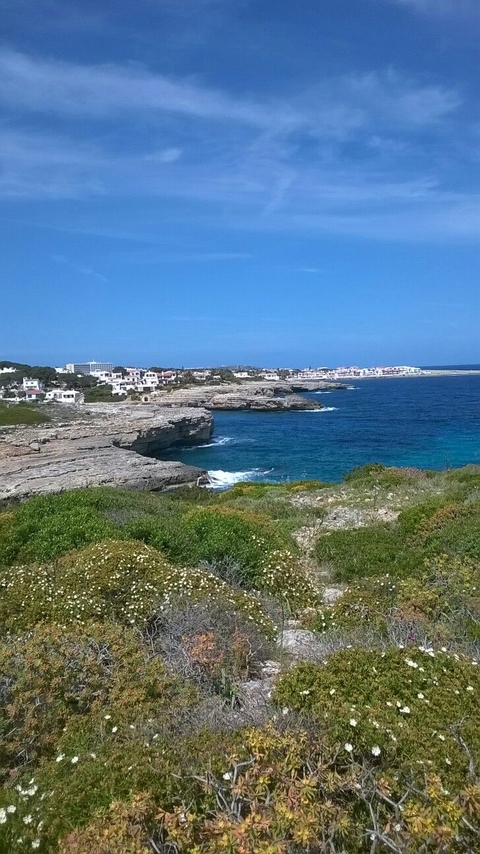 ταπετσαρίες beach, plant