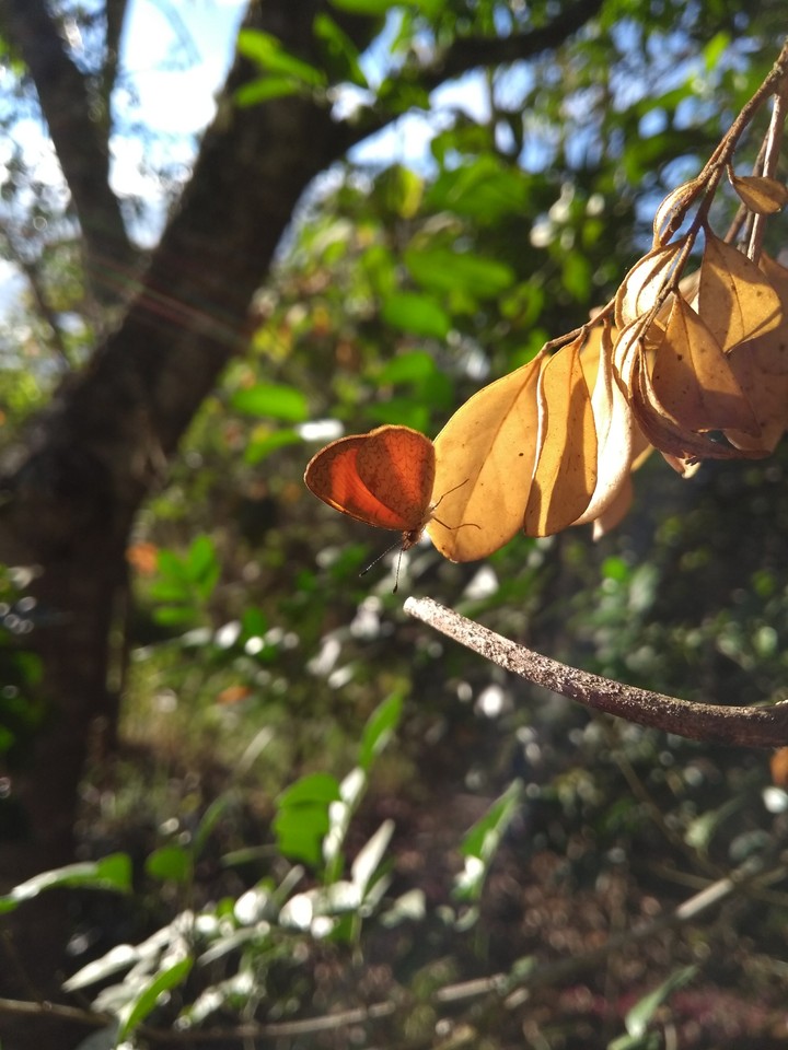 Una pequeña mariposa.