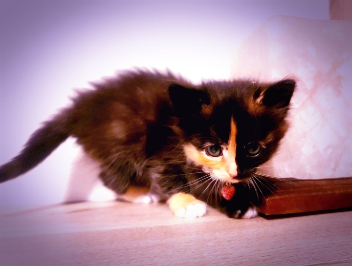 cat
