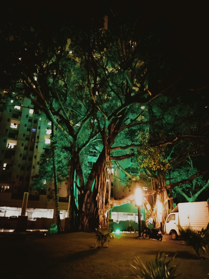 Tree