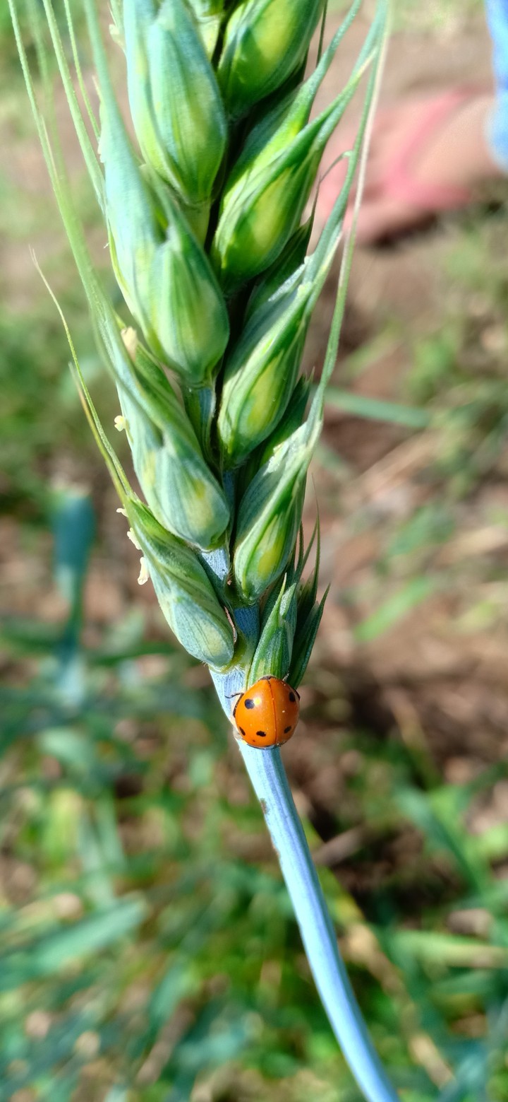 #nature #amazing #green #insect