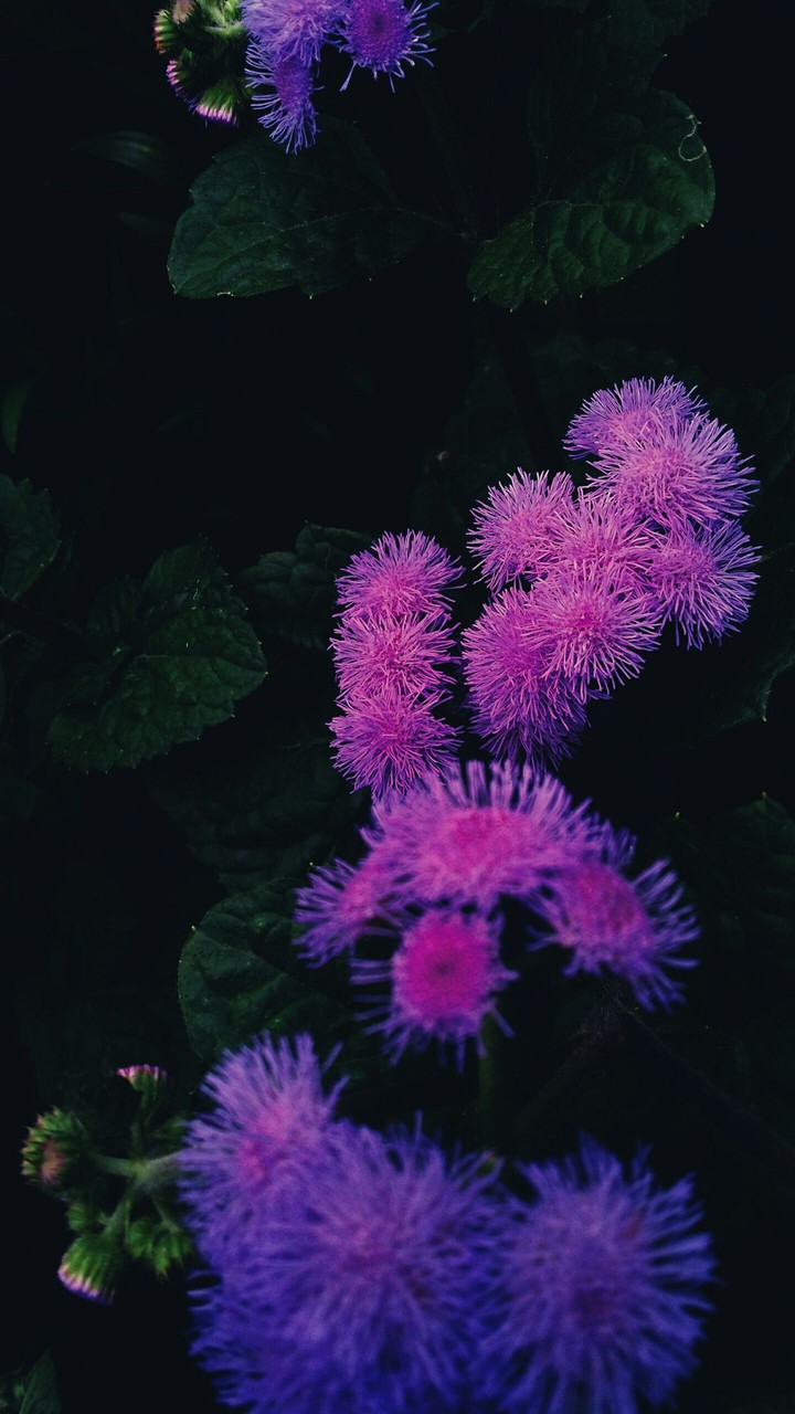 Pink clouds