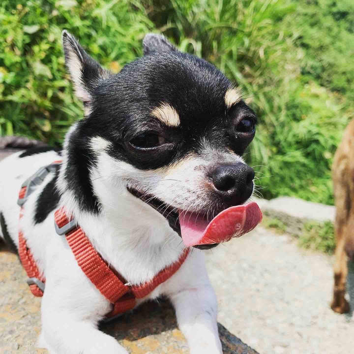 dog